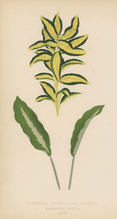 Euonymus Japonica Aurea Variegata, Maranta Micans by English School